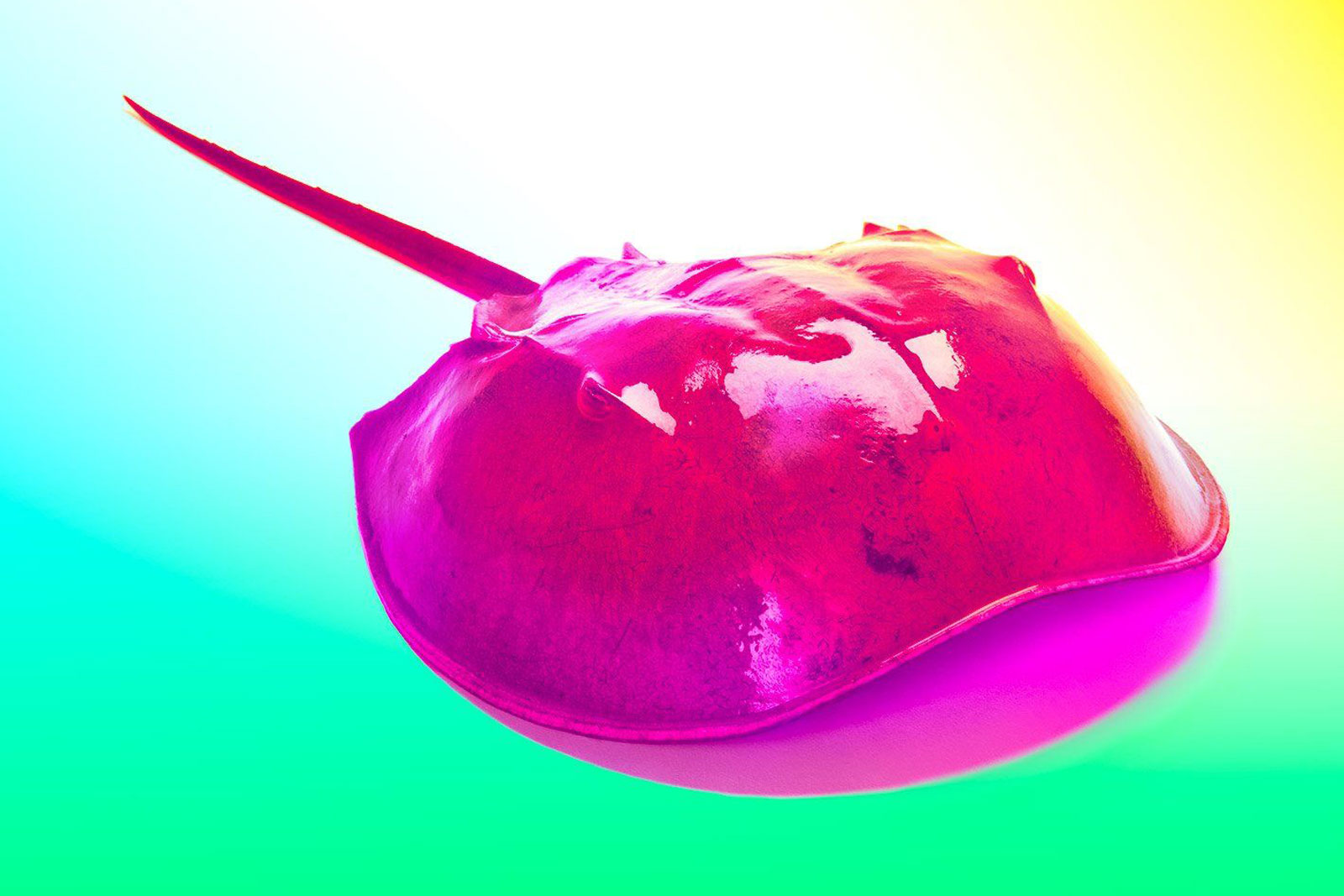 Astonishing Animals That Illuminate Human Health